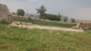 Dolu ve fırtına Şanlıurfa'da hayatı felç etti: Evler kullanılamaz hale geldi
