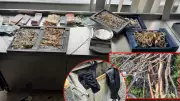 Konya'da kuyumcu soygunu: Hırsızlar kaçarken kaza yaptı, altınlar yola saçıldı