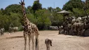 Öksüz Yavru Zebra Gözde'ye Zürafalar Sahip Çıktı