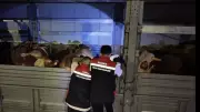 Kurban Bayramı öncesi İstanbul'da sıkı denetim: Tırlar tek tek kontrol ediliyor