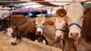 Kurbanlık alacaklara çifte tuzak! Paranız bir anda buhar olabilir