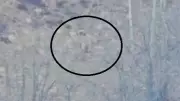Köye İnen Ayıyı Çoban Köpekleri Uzaklaştırdı
