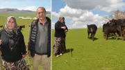 Muş'ta Kadın Çiftçiye Devlet Desteğiyle Hayvancılık Başarısı