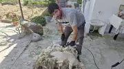 Nakil Kollarla Koyun Kırkan Çiftçi Şaşırtıyor