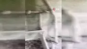 Ordu'da tilki kümese girdi, 14 tavuğu telef etti