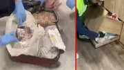Çorum'da zehir tacirlerine dev operasyon: 220 şüpheli yakalandı, 29 tutuklama