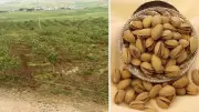 Siirt Fıstığında 'Var Yılı': Üreticiler Komşu İllerdeki Sellerden Umutlu