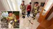 İskenderun'da eve giren yılanı itfaiye yakaladı