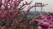 İstanbul pembe gelinliğini giydi! Boğaz'da erguvan şöleni başladı