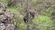 Tunceli'de yavru ayıların meşe ağacındaki oyunu kameraya yansıdı