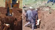 Çukura Düşen İnek Ekipler Tarafından Kurtarıldı