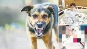 Van'da 11 yaşındaki çocuğa 5 başıboş köpek saldırdı