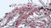 Yozgat ve Amasya'da Mayıs Ayında Kar Sürprizi