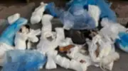 İzmir'de çöp poşetlerinde 33 ölü kedi bulundu: Soruşturma başlatıldı