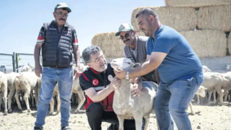 160 Bin Küçükbaş Hayvan Üreticiye Teslim Edilmeye Başlandı