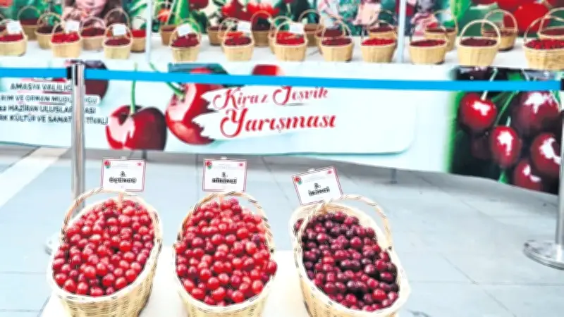 Amasya'da 65. Kiraz Yarışması'nı Taşova'dan Yusuf Eser Kazandı