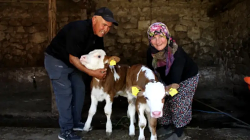 Amasya'da çiftin buzağılarına Yıldız Tilbe ismini vermesi şaşkına çevirdi