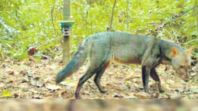 Amazon'da Hayalet Köpek: Kısa Kulaklı Tilki Görüldü