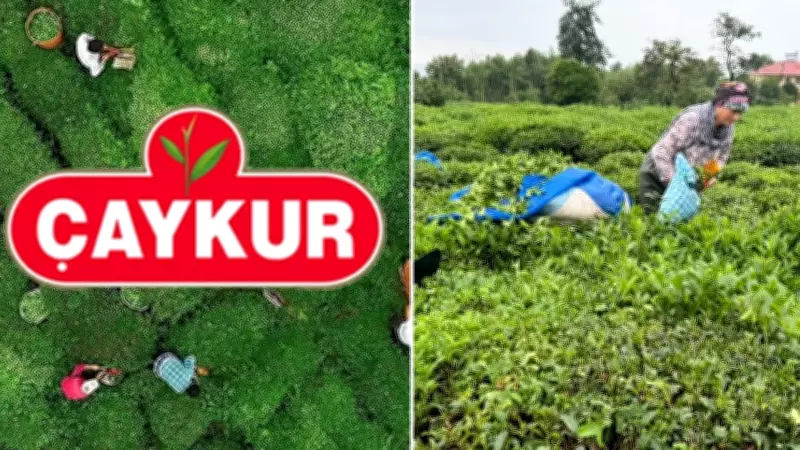 ÇAYKUR'dan yaş çay alımlarına 1 günlük ara