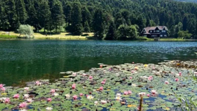 Bolu'da bu çiçeği koparmanın cezası bir araba parası: Bakmak serbest, dokunmak yasak