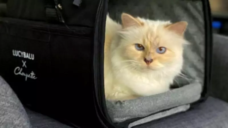 Dünyanın en zengin kedisi Choupette, Karl Lagerfeld'in mirasını alamadı