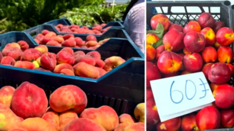 Şeftalide Üretici Mağdur: Bahçede 15 TL, Pazarda 60 TL