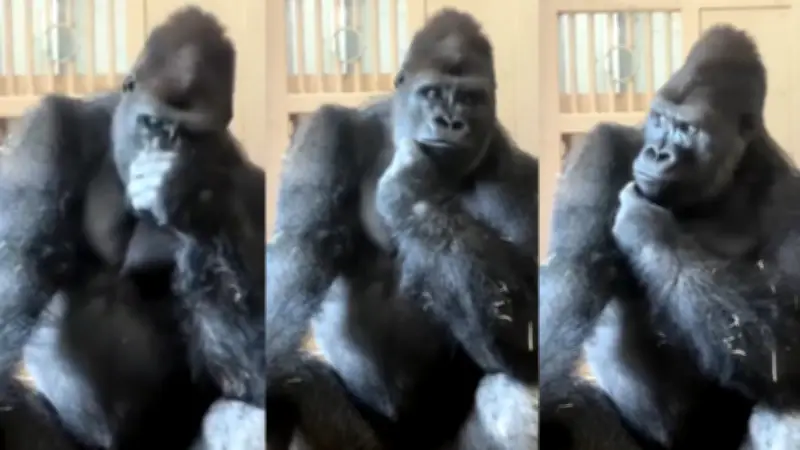Eşiyle tartışan goril Kiyomasa'nın düşünceli hali viral oldu