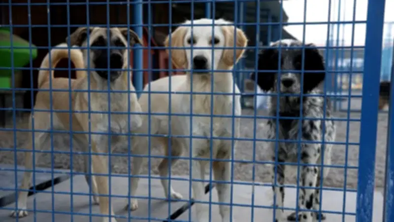 Erzurum'da sokak köpeklerine laparoskopik kısırlaştırma dönemi başlıyor
