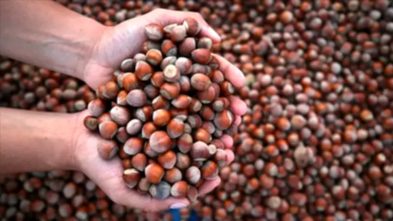 Fındık ihracatından 5 ayda 1,2 milyar dolar gelir