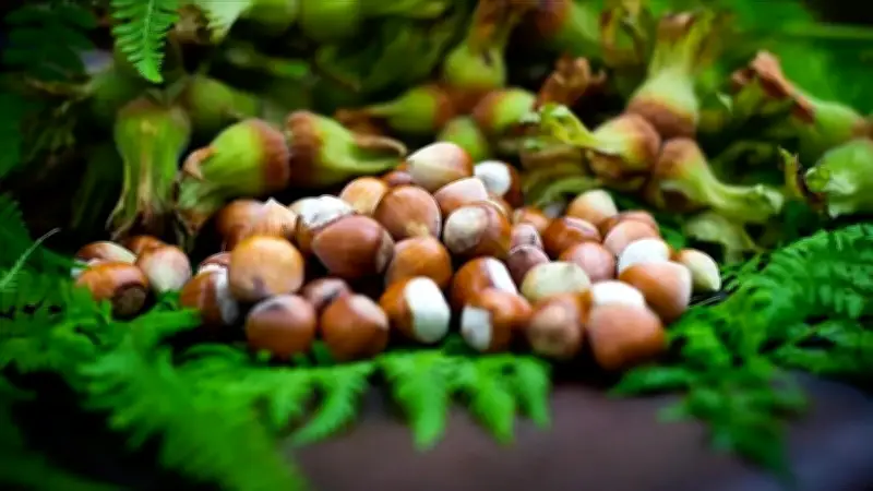 Giresun fındığı erkek kısırlığına çözüm olabilir