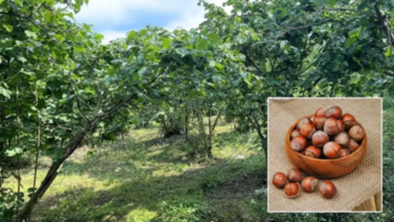 Giresun Üniversitesi'nden Fındıkta Verim ve Kalite Artışı İçin Yeni Proje