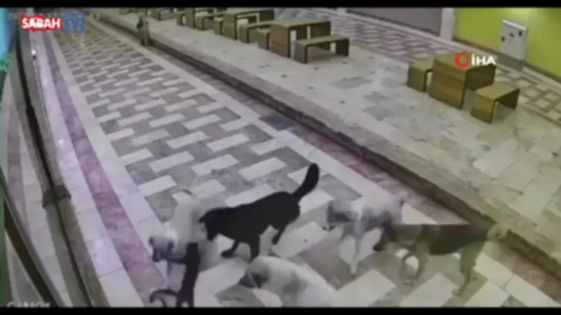 Hatay'da 6 Sokak Köpeğinin Kediye Saldırısı Kamerada