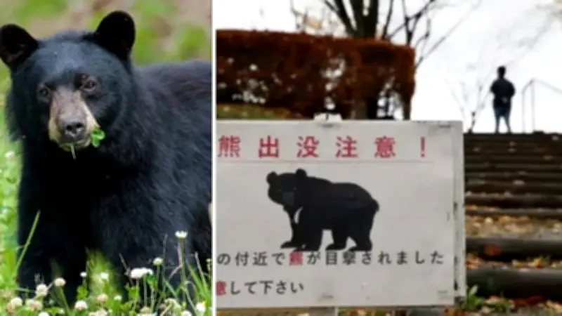Japonya'da Tarihi Ayı Alarmı: 94 Okulda Eğitime Ara Verildi