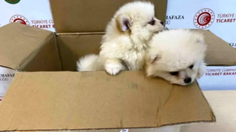 Kapıkule'de 472 Bin Liralık Pomeranian Köpek Kaçakçılığı Engellendi