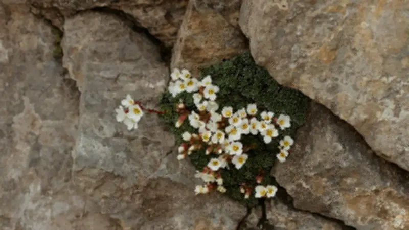 Keşfettiği bitki türüne eşinin adını verdi: Saxifraga sumruae