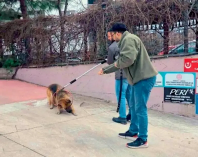 Köpekler Toplandı Şimdi Ne Olacak? Merih Demiral ve Eren Elmalı Linç Edildi