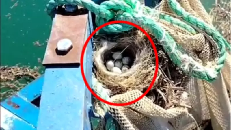 Kuş yuvasını bozmamak için ağı suya indirmedi