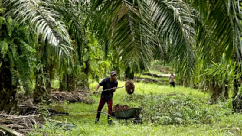 Palm Yağı Fiyatlarında Sert Düşüş: Petrol ve Soya Yağı Baskısı Etkili Oldu