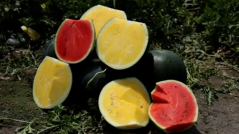 Sarı Karpuz Kırmızı Karpuzun Tahtını Sallıyor: Tropical Sunshine Talep Patlaması