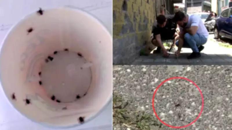Sarıyer'de kene istilası: Mahalle sakinleri tedirgin, belediyeden ilaçlama talebi