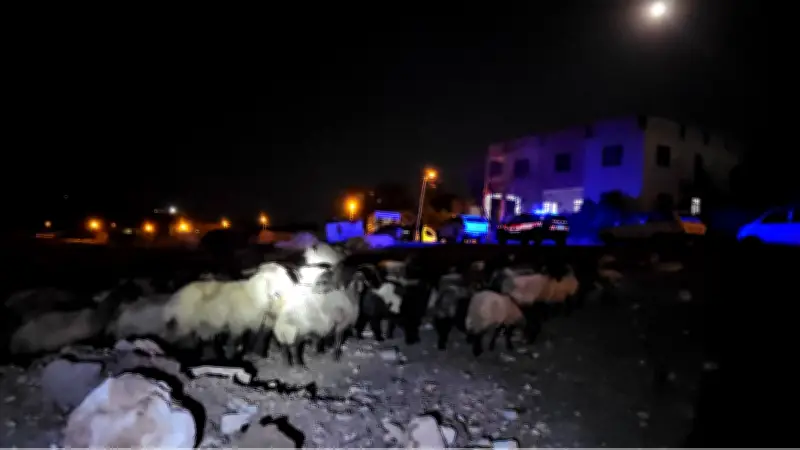 Siirt'te 32 küçükbaş hayvan zehirlenerek telef oldu