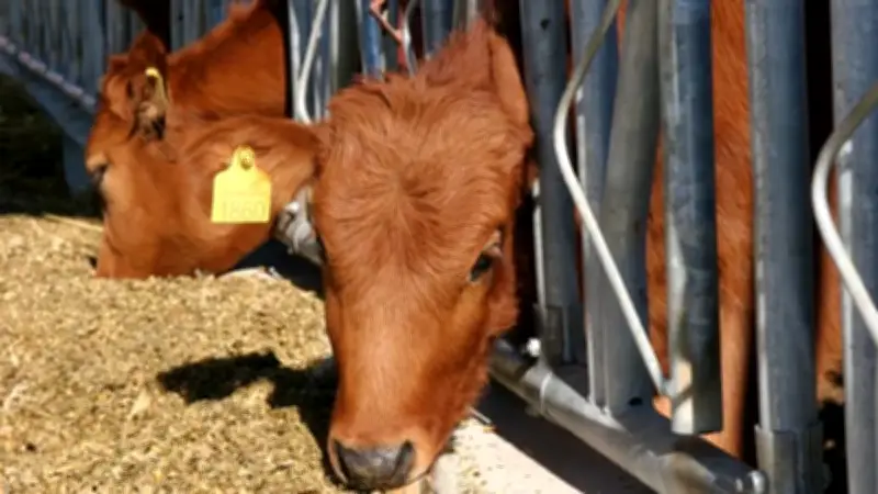 Sığır Küpelerinde Karekod Dönemi Başladı, Turkuaz Renk de Kullanılabilecek
