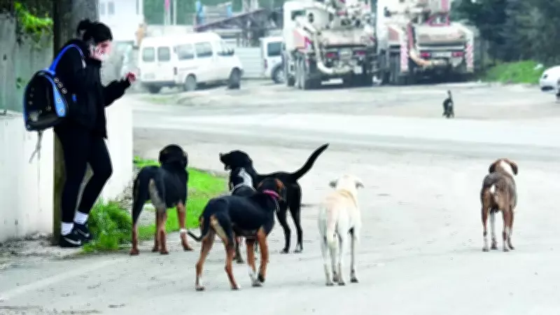 İstanbul'da başıboş köpek sorunu: Belediyeler 'bulamadık' diyerek sorumluluktan kaçıyor