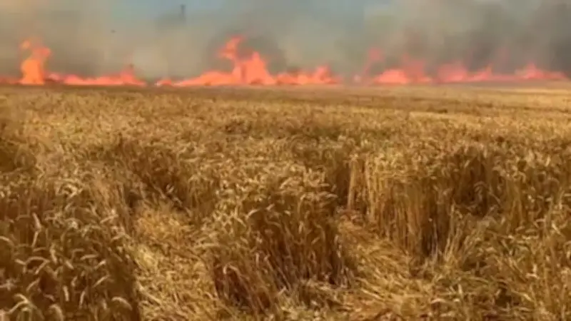 Tekirdağ'da tarla yangını: 100 dekar buğday ekili alan kül oldu