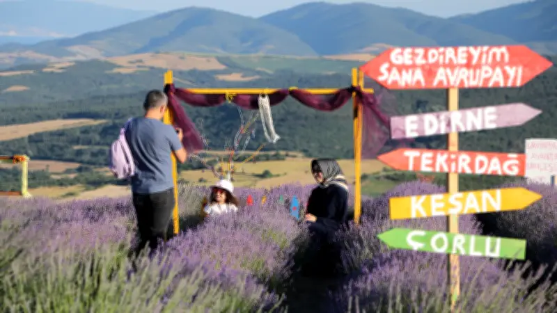 Tekirdağ'ın Lavanta Bahçeleri Ziyaretçilerini Ağırlıyor