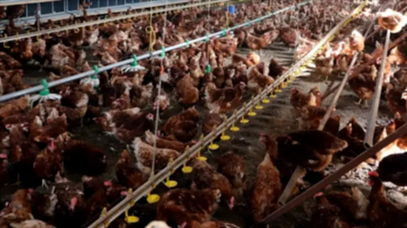 TÜİK: Nisan ayında tavuk eti üretimi azaldı, yumurta üretimi arttı