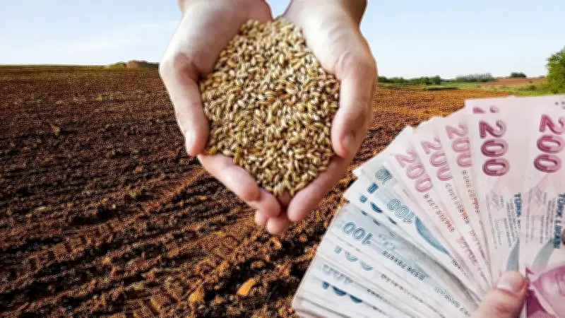 TMO Hububat Alım Ödemeleri Başladı: 211 Noktada Alım Sürüyor