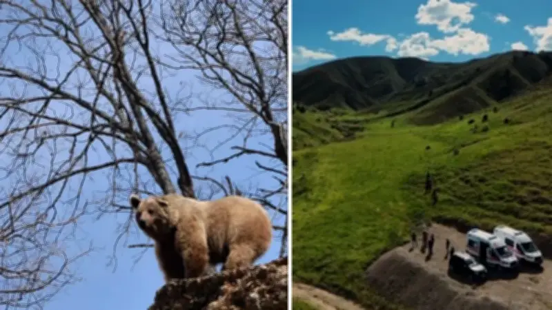 Tunceli'de mantar toplarken ayı saldırısı: 3 yaralı
