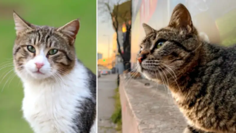 Vietnam'da Evcil Hayvan Hırsızlığı Operasyonu: 400 Kedi Kurtarıldı