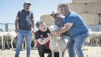 160 Bin Küçükbaş Hayvan Üreticiye Teslim Edilmeye Başlandı